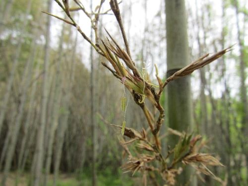 Bamboo flowering 