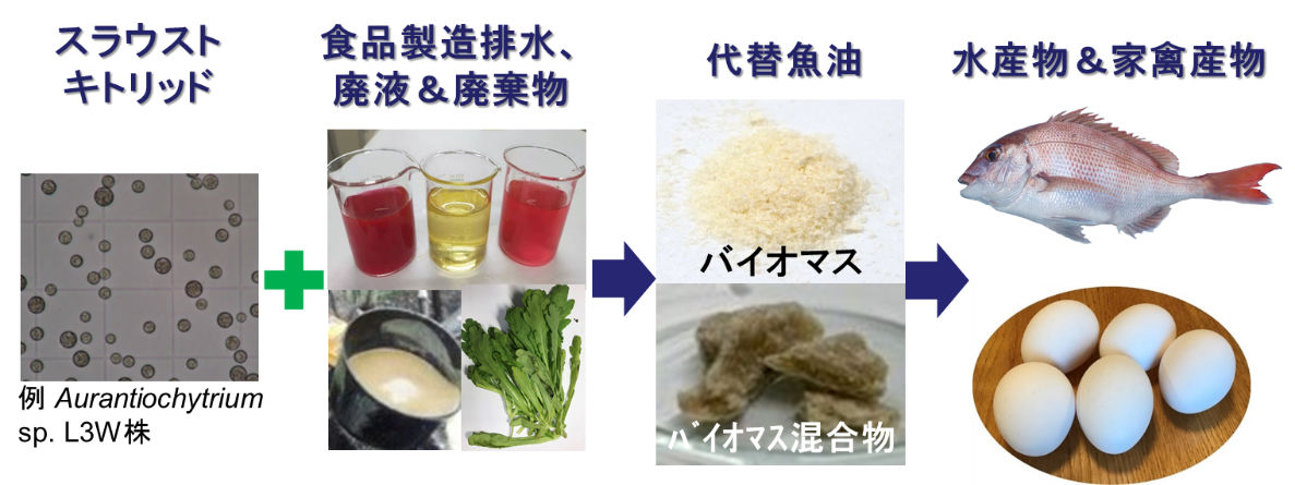 食品廃棄物が家禽用のサプリメントに！～炭素循環シナリオが完成