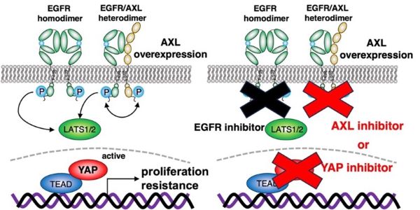 Schematic of mechanistic mechanism by which AXL activates YAP