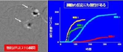 左図は細胞内の顆粒がはじける瞬間。右図は細胞別にはじけた数と時間の違いを示したデータ