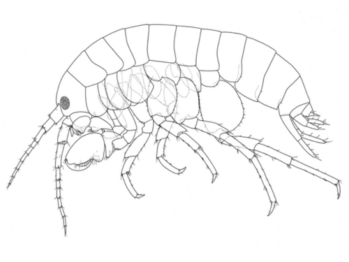 A male holotype of Hyalella yashmara