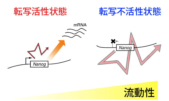 図2 転写活性状態依存的な核内遺伝子領域の流動性変化の模式図