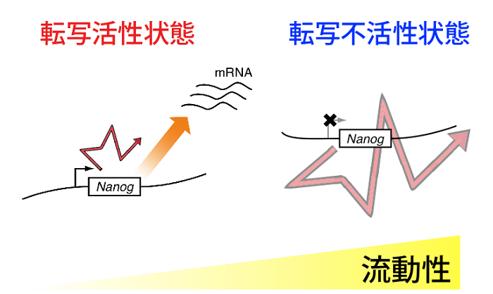 図２ 転写活性状態依存的な核内遺伝子領域の流動性変化の模式図