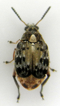 サイカチマメゾウムシの成虫(左:体長約6 mm)