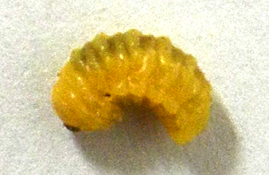 幼虫(右:体長約6 mm)