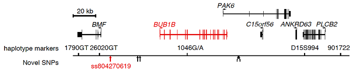 図２．BUBR1遺伝子（BUB1B）とその周辺領域の遺伝子地図