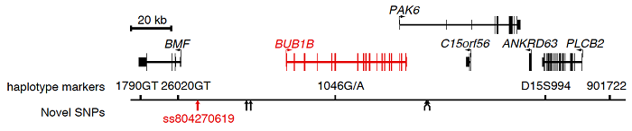 図2.BUBR1遺伝子(BUB1B)とその周辺領域の遺伝子地図