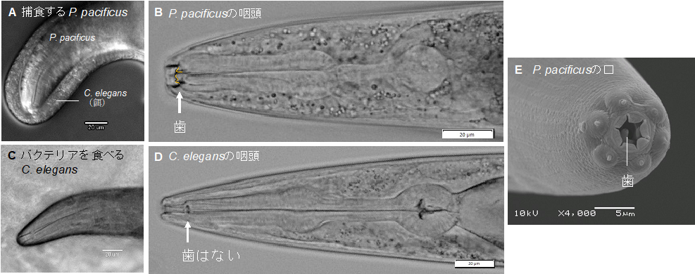 研究成果】線虫を食べる線虫はその口をどう進化させてきたのか？その謎