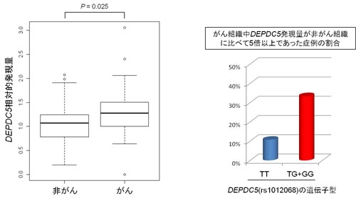 図2　肝組織中DEPDC5発現量の比較