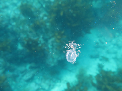 Ibacus ciliatus slipper lobster larva riding a jellyfish