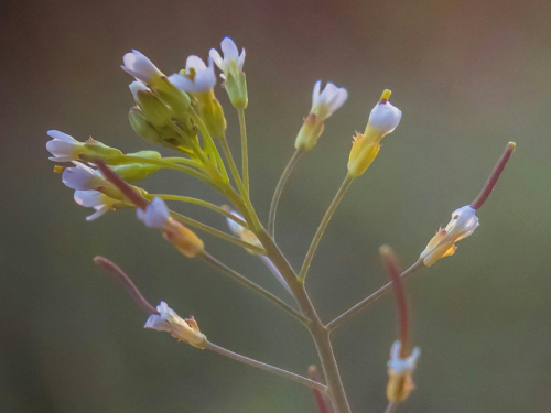 thale cress flower