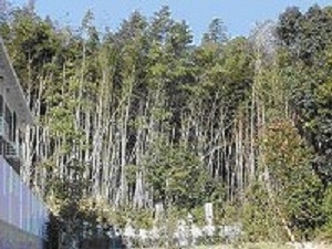 近年の里山（東広島市）の風景。手入れされず、どんどん周辺の森林に拡大する竹林