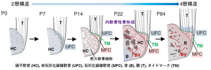 RESEARCH 海の豊かさを支えるサンゴの普遍と多様 | JT生命誌研究館