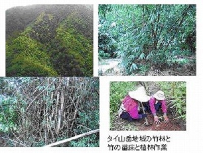 タイ山岳地域の竹林と竹の苗床と植林作業