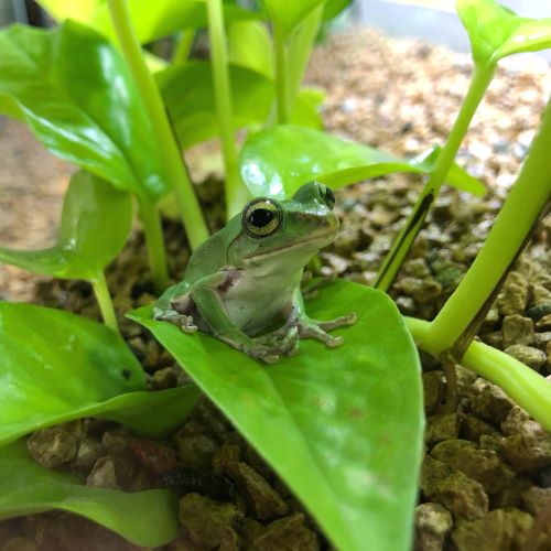 シュレーゲルアオガエル