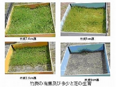 竹炭を敷く厚さを変えて、竹炭を敷かなかった場合と芝の生育状況を比較