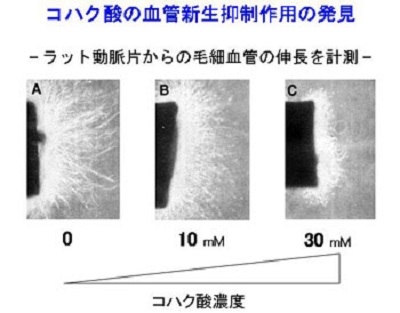 コハク酸の血管新生抑制作用の発見の図