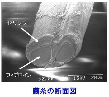 繭糸の断面図の写真