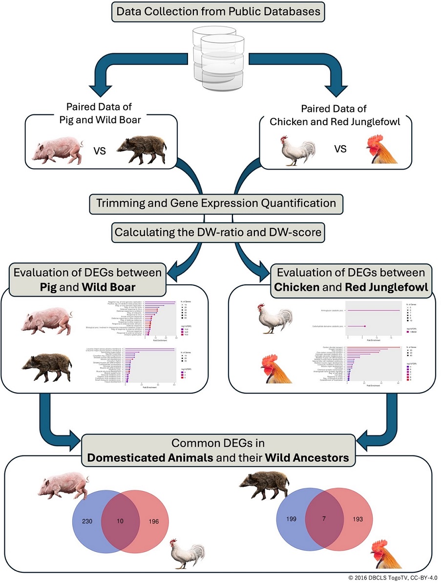 Workflow of transcriptome meta-analysis