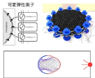 東北大学石黒教授のグループによるアメーバロボット。下図は右の光に向かって運動するアメーバロボットのシミュレーション。