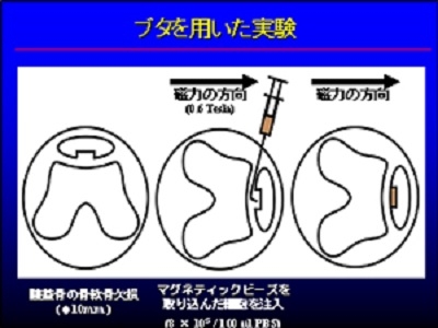 磁力により細胞を軟骨欠損部に定着（ブタを使った実験のイメージ図）