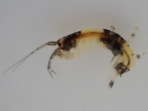 A new species of panda pattern amphipod, Melita panda