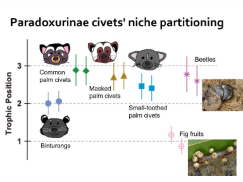 Calculated trophic position of Paradoxurinae civet species. The error bars represent 1 standard deviation range of propagated uncertainties