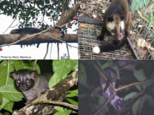 Sympatric Paradoxurinae civet species in Borneo. From upper left to lower right: binturong, masked palm civet, common palm civet, small-toothed palm civet