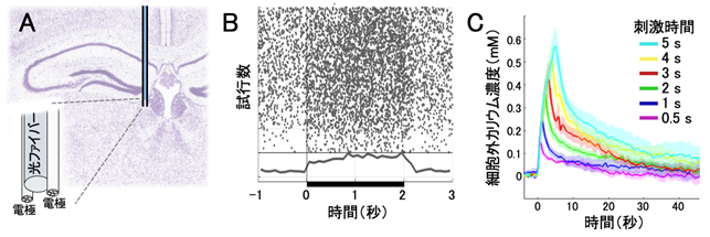 研究成果】うつ病のような行動を引き起こす細胞の起源を発見〜マウスの