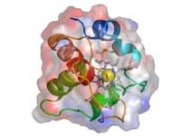 生物のエネルギーを生み出す蛋白質、シトクロムc