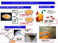 トランスジェニック技術を活用した鶏卵の新規応用展開技術の開発