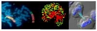 ヒト細胞ががん化する原因-遺伝子増幅 機構の研究と物質生産への応用