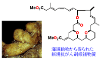 海綿動物から得られた新規抗がん剤候補物質