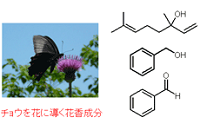 チョウを花に導く花香成分