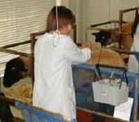 羊の採血の様子