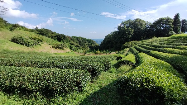 写真1_修論の調査で訪れた茶畑 写真1_修論の調査で訪れた茶畑