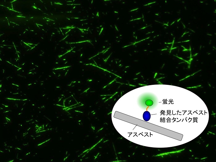 図２　世界初、アスベストの蛍光イメージング