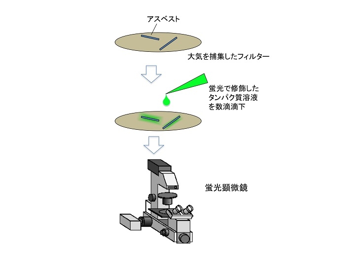 図３　アスベストを蛍光で可視化するまでの操作