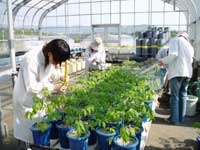 ガラス室での植物の生育調査