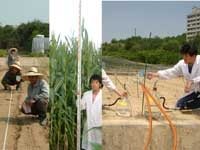 圃場試験におけるトウモロコシの播種から収穫 /簡易ライシメータによる硝酸性窒素溶脱の測定