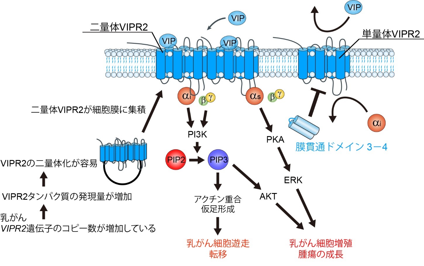研究成果】乳がん増悪化の新規メカニズムを発見！－神経ペプチド