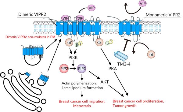Graphical Abstract