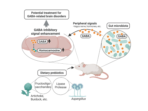 Prebiotics-Induced Gut GABA: A Potential Therapeutic Approach for GABA-Related Brain Disorders