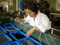 魚類の飼育実験