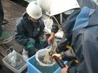 練習船豊潮丸を用いた稚魚の分布生態調査