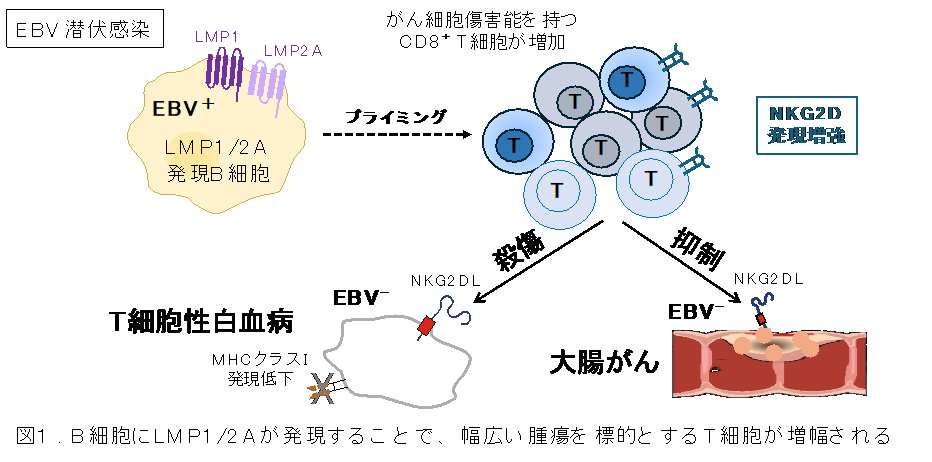 研究成果】幼少期から感染するEBウイルスによって がんの発生が抑制