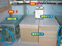 マダイに対する環境ホルモンの暴露試験の様子