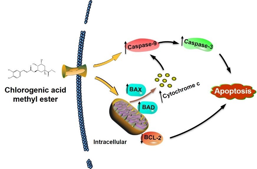 The overall mechanism for the induction of apoptosis in PANC-1 cells by stevia leaf extract fermented with Lactobacillus plantarum SN13T strain. (Hiroshima University / Zhang Rentao)