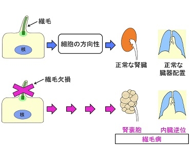 図1．繊毛は細胞の方向性を決定することによって、正常な臓器形成や臓器の左右性を生み出す