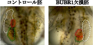 図3．メダカのＢＵＢＲ１を人工的に欠損させると、内臓が左右逆に配置する『内臓逆位』が生じる